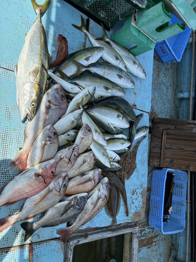 タイ(マダイ)・ハマチ(ブリ)