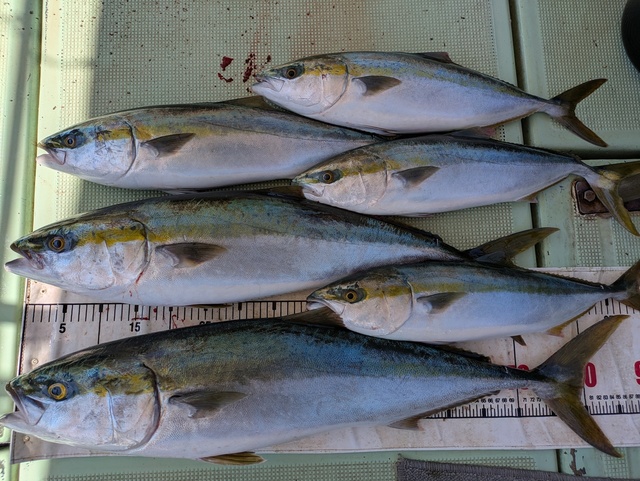 ブリ・メジロ(ブリ)