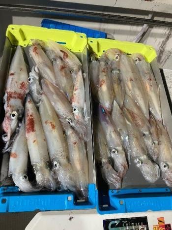 マイカ(ケンサキイカ)