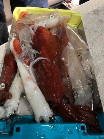 マイカ(ケンサキイカ)