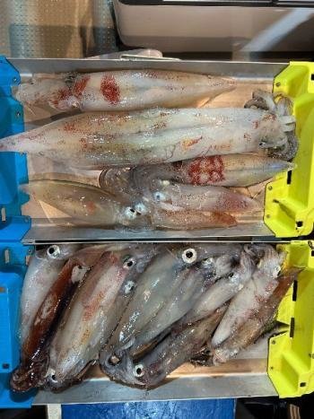 マイカ(ケンサキイカ)