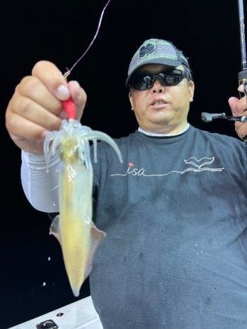 マイカ(ケンサキイカ)