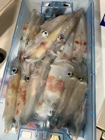 マイカ(ケンサキイカ)