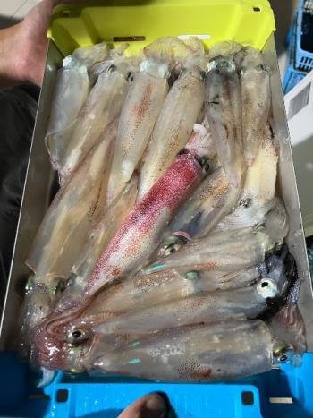 マイカ(ケンサキイカ)