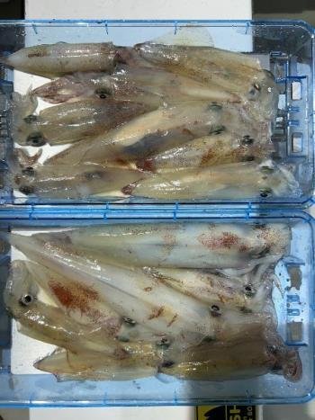 マイカ(ケンサキイカ)