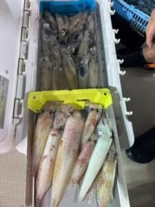 マイカ(ケンサキイカ)