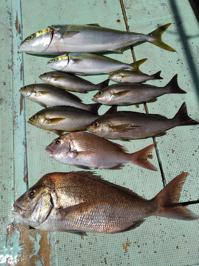 タイ(マダイ)・ツバス(ブリ)・メジロ(ブリ)・イサギ(イサキ)