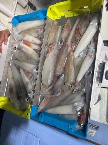 マイカ(ケンサキイカ)