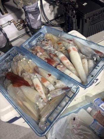 マイカ(ケンサキイカ)