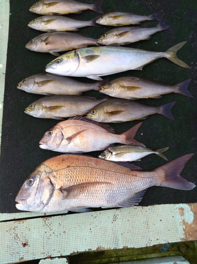 タイ(マダイ)・アジ(マアジ)・メジロ(ブリ)・イサギ(イサキ)