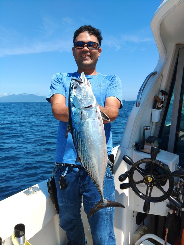 スマガツオ(スマ)