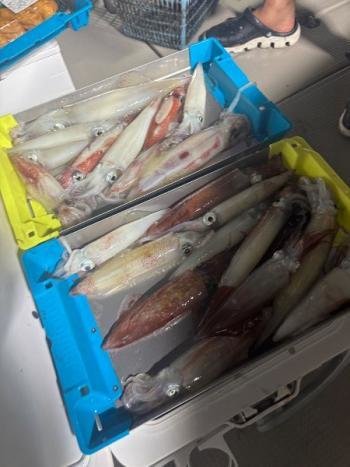 マイカ(ケンサキイカ)