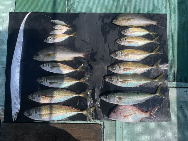 チャリコ(マダイ)・マアジ・イサキ・マサバ