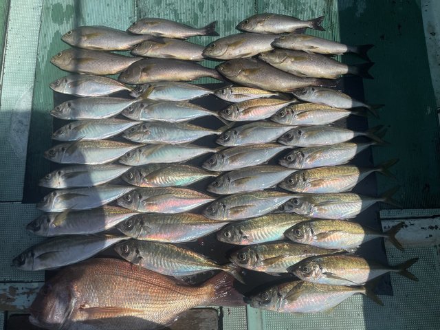 マダイ・マアジ・イサキ