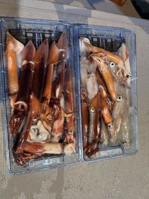 アカイカ(ケンサキイカ)・スルメイカ