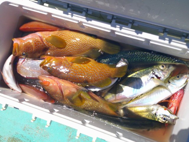 キジハタ・アジ(マアジ)・ワカシ(ブリ)・サバ(マサバ)・カサゴ