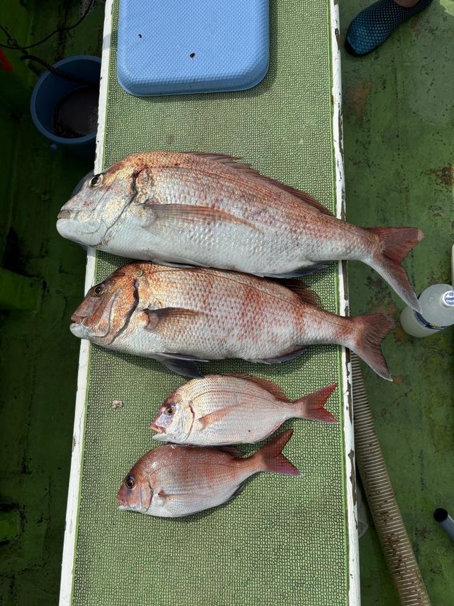 マダイ・ハナダイ(チダイ)