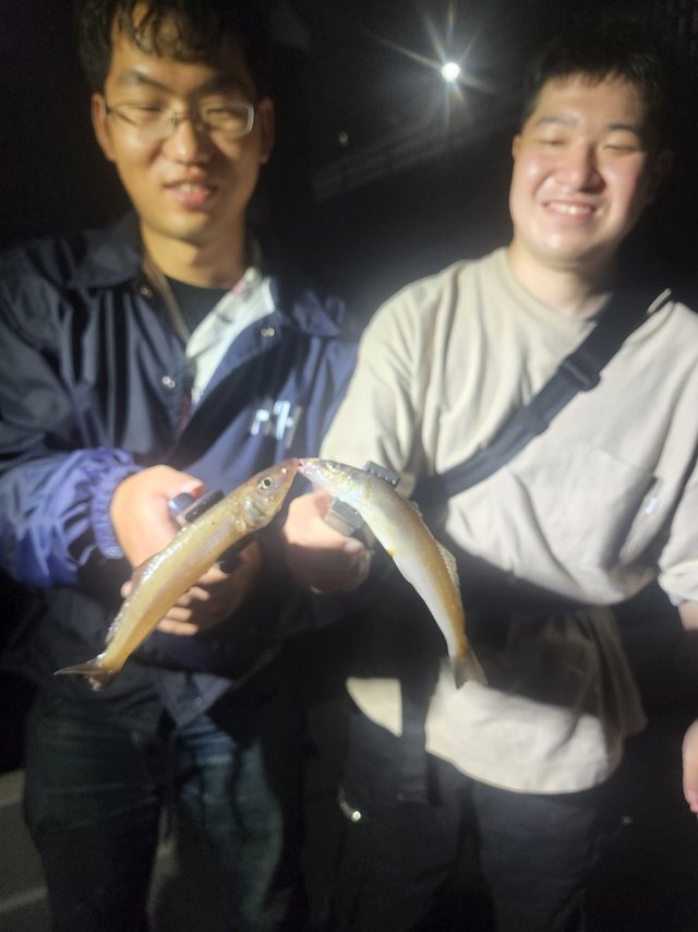 キス(シロギス)