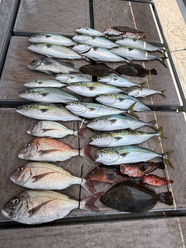 マダイ・アコウ(キジハタ)・ハマチ(ブリ)・サワラ・ヒラメ