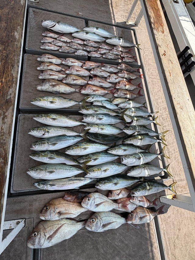 マダイ・アコウ(キジハタ)・ハマチ(ブリ)・サワラ・ヒラメ