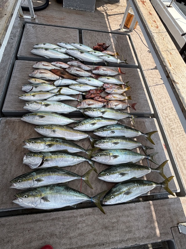 マダイ・アコウ(キジハタ)・ハマチ(ブリ)・サワラ・ヒラメ