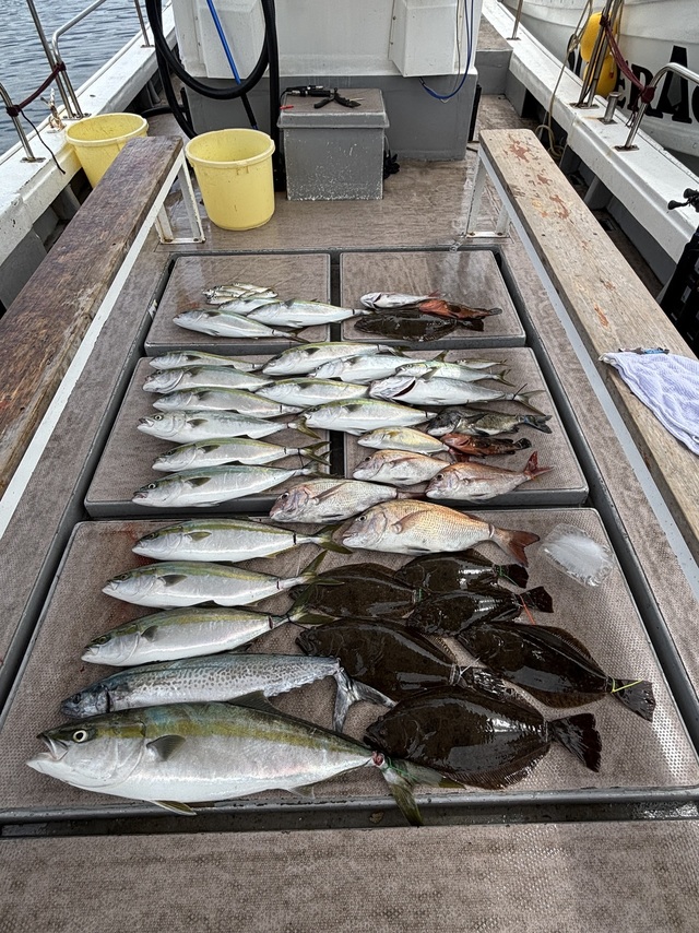 マダイ・アコウ(キジハタ)・ハマチ(ブリ)・サワラ・ヒラメ