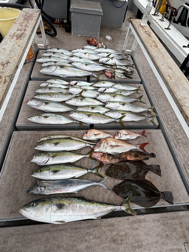 マダイ・アコウ(キジハタ)・ハマチ(ブリ)・サワラ・ヒラメ