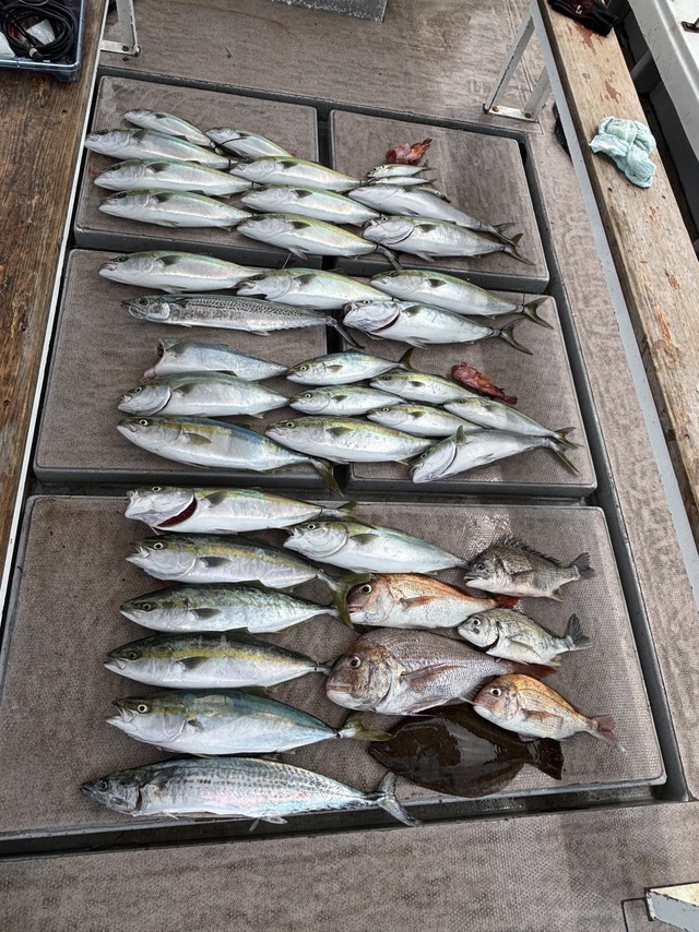 マダイ・アコウ(キジハタ)・ハマチ(ブリ)・サワラ・ヒラメ