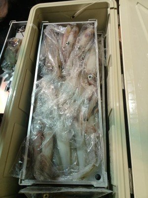 イカ(ケンサキイカ)