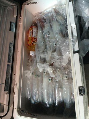 イカ(ケンサキイカ)