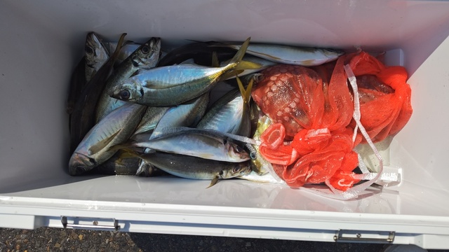 アジ(マアジ)・マダコ