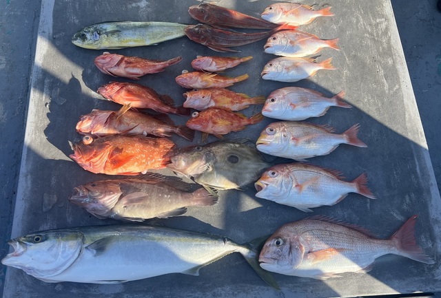 マダイ・レンコダイ(キダイ)・マハタ・ブリ・ウッカリカサゴ・アヤメカサゴ・ホウボウ・マトウダイ