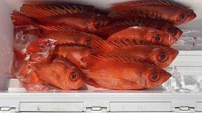 キントキ(チカメキントキ)