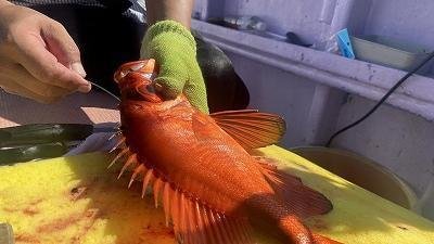 キントキ(チカメキントキ)