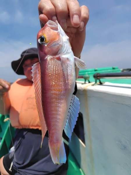 アマダイ(アカアマダイ)