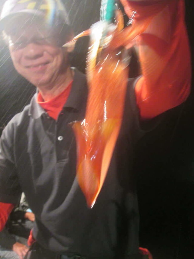 マイカ(ケンサキイカ)