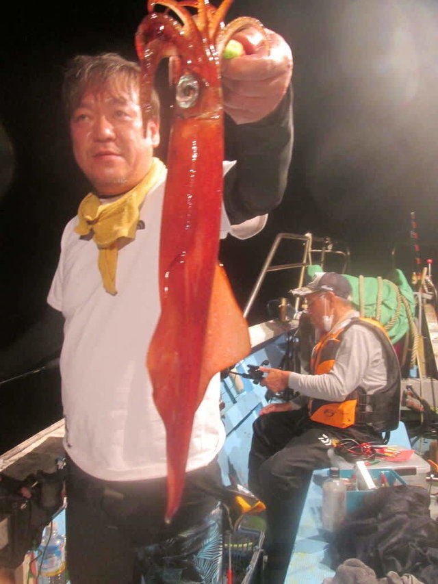 マイカ(ケンサキイカ)