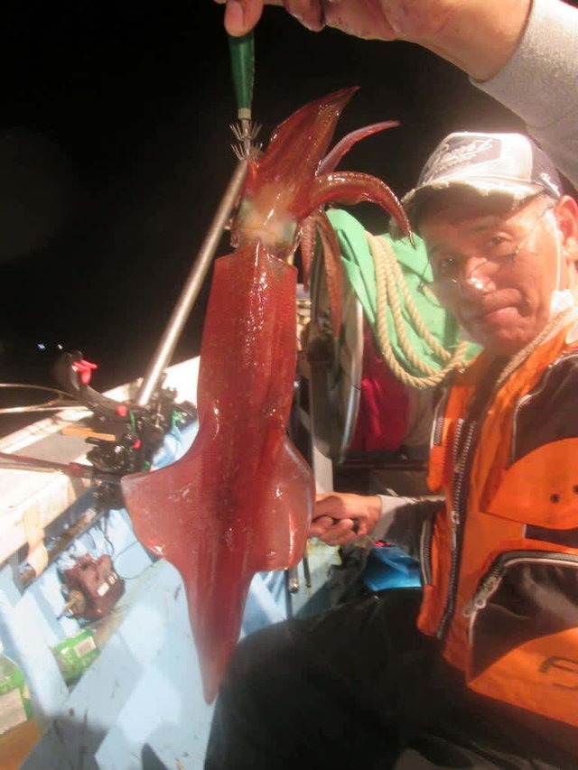 マイカ(ケンサキイカ)