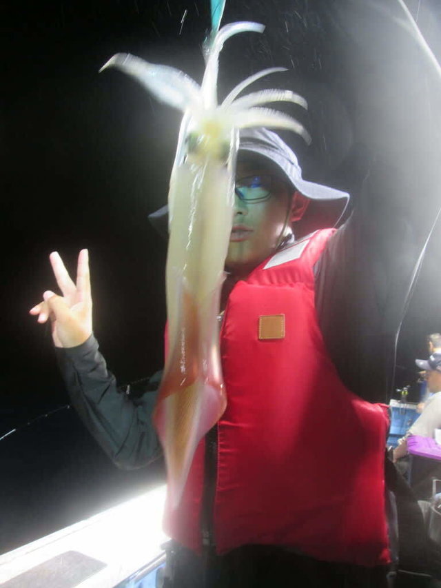 マイカ(ケンサキイカ)