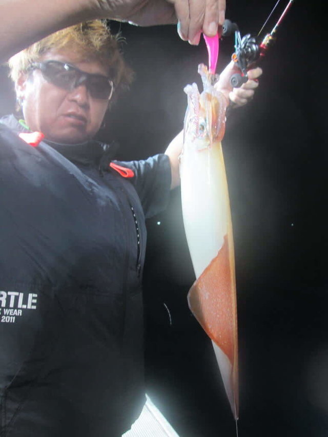 マイカ(ケンサキイカ)