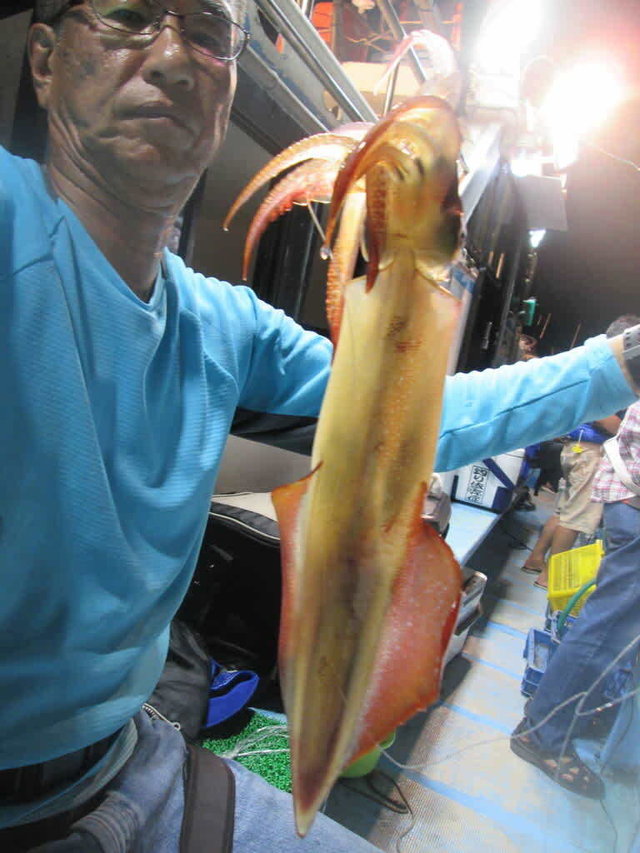 マイカ(ケンサキイカ)