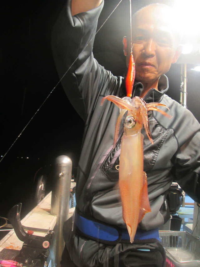 マイカ(ケンサキイカ)