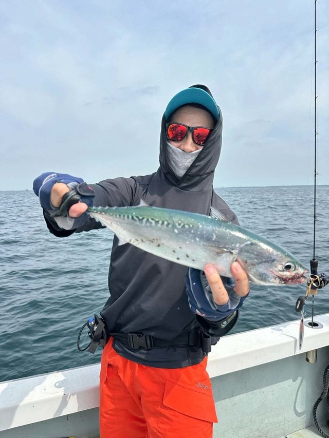 ソーダガツオ(ヒラソウダ)