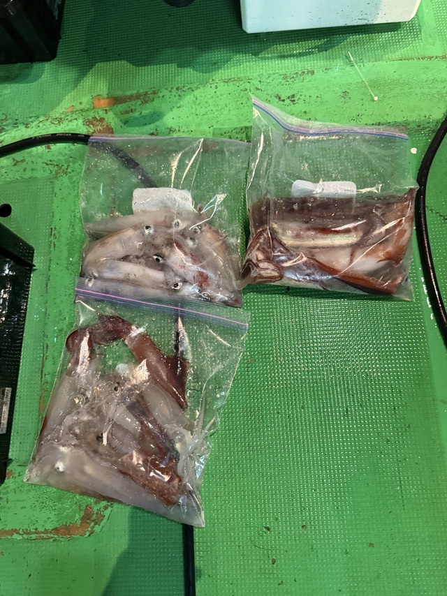 アカイカ(ケンサキイカ)・スルメイカ