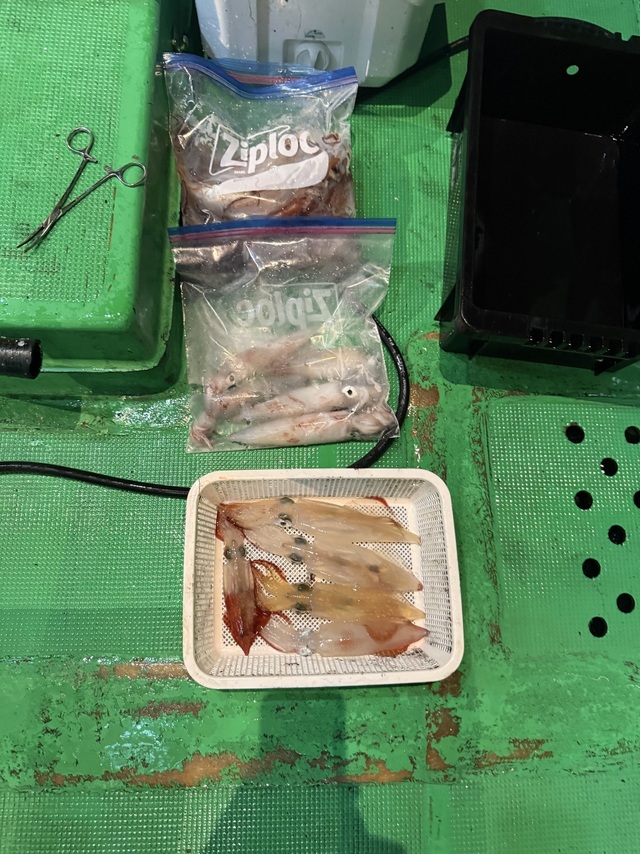 アカイカ(ケンサキイカ)・スルメイカ