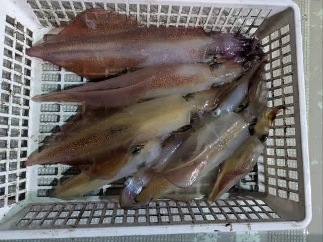 アカイカ(ケンサキイカ)