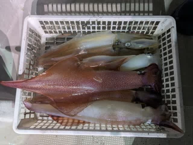 アカイカ(ケンサキイカ)