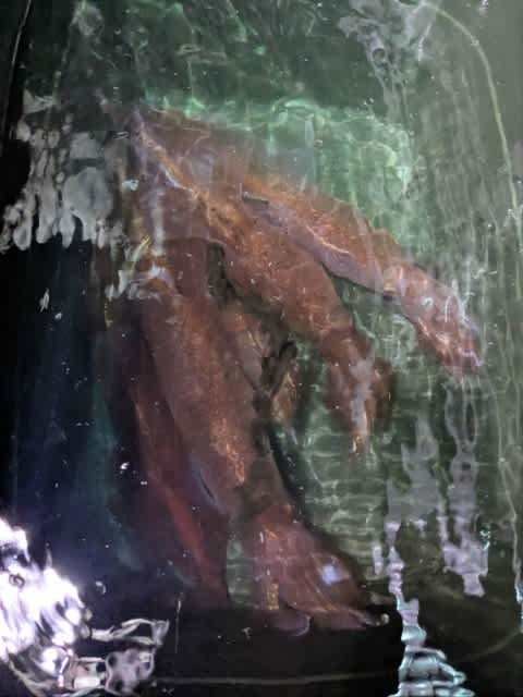 アカイカ(ケンサキイカ)