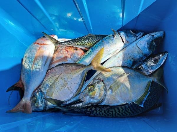 ハナダイ(チダイ)・カイワリ