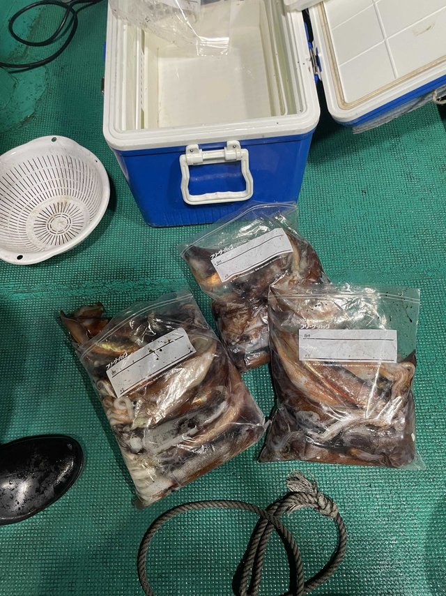 アカイカ(ケンサキイカ)・スルメ(スルメイカ)